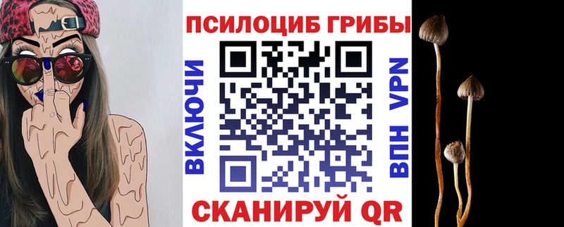 купить наркотики цена Суровикино Псилоцибиновые грибы Psilocybe